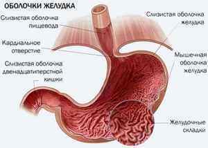 Слизова шлунка: як влаштована, функції, види, причини і лікування змін
