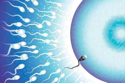 Сперматозоїд і яйцеклітина: порівняння відмінностей статевих клітин