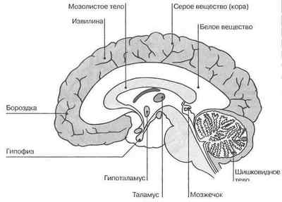 Сіра речовина головного мозку і біле, за що відповідають