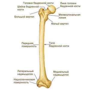 Стегнова кістка - анатомія і пошкодження