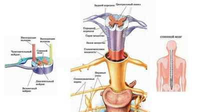 Стеноз хребетного каналу поперекового відділу: симптоми і лікування, дегенеративний, абсолютний і відносний, вторинний | Ревматолог