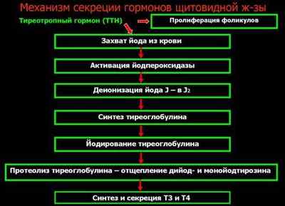 Субклінічний гіпотиреоз: що це таке, симптоми і лікування