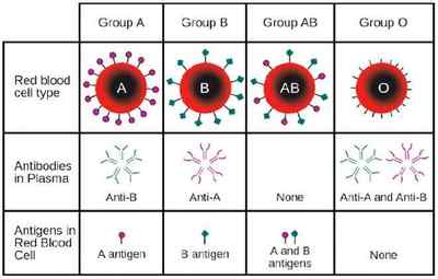 Таблиця груп крові і характеристика по системі АВ0