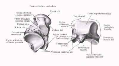 Таранна кістка стопи: анатомія і травми