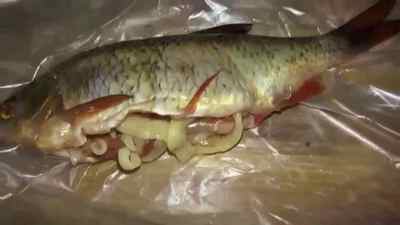 Глисти у рибі, в кальмарах, в карасях: фото і опис, чи можна їсти