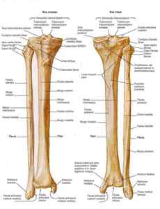 Гомілкова кістка: анатомія, переломи і їх лікування