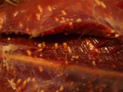 Паразити в яловичої печінки: фото глистів, ляблій і ехінококів