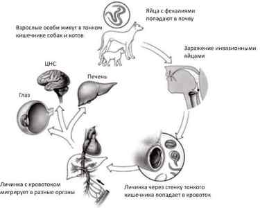 Токсокароз у людини: симптоми, лікування і фото toxocara в організмі