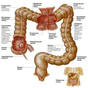 Товстий кишечник: будова і функції органу