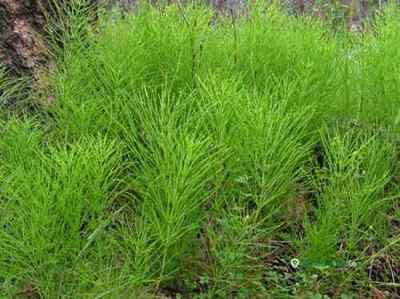Трави для підшлункової залози: лікування захворювань травяними зборами