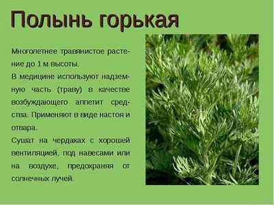 Трави при гепатиті С: користь цілющих рослин