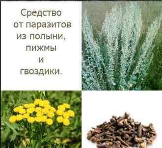 Трави від глистів та паразитів у людини: лікування травяними зборами дорослих