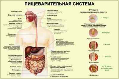 Травні ферменти людини: види, функції, норма і патологія