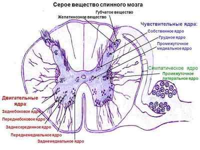 У сірій речовині спинного мозку розташовані: роги, клітина, нейрони, борозна, корінці