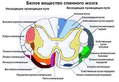 У сірій речовині спинного мозку розташовані: роги, клітина, нейрони, борозна, корінці