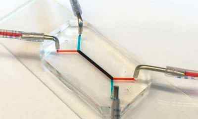 Вчені створили плаценту на електронному чіпі
