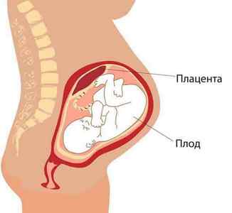 Вчені зясували призначення плаценти в утробі матері