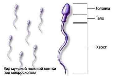 Від чого залежить якість сперми: фактори впливу