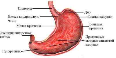 Відділи шлунка: анатомічна будова органу, його частини та шари стінки