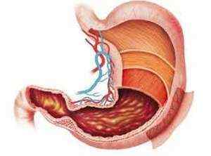 Відділи шлунка: анатомічна будова органу, його частини та шари стінки