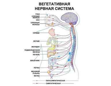 Вегетативна нервова система, будова і функції, що регулює
