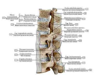 Види зєднань хребетного стовпа: зєднання ребер з хребцями і черепом, яке зєднання між кістками хребта | Ревматолог