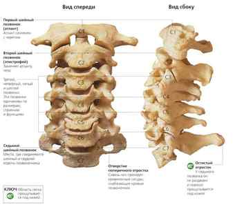 Види зєднань хребетного стовпа: зєднання ребер з хребцями і черепом, яке зєднання між кістками хребта | Ревматолог
