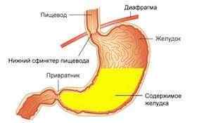 Воротар шлунка: як влаштований, функції, типові хвороби і їх лікування