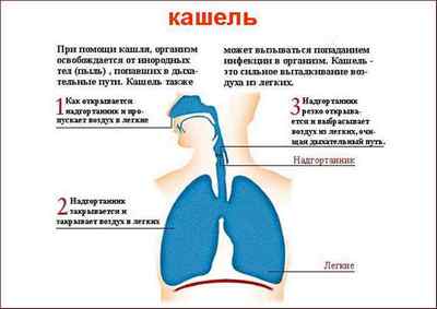 Як і чим лікувати кашель у дитини - перевірені засоби