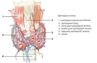 Які гормони виробляються щитовидною залозою