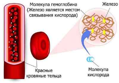 Як підвищити гемоглобін в крові
