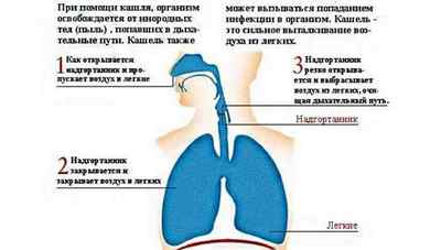 Як швидко вилікувати кашель у дорослої людини: перевірені засоби