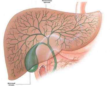 Як вивести жовч з організму: найефективніші методи. Медикаментозне виведення жовчі. Народні засоби