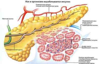 Який орган виробляє інсулін в організмі людини