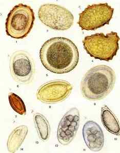 Яйця гельмінтів в калі: фото під мікроскопом, що це таке, симптоми і лікування
