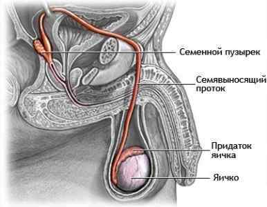 Яєчка у чоловіків: будова, функції, патологія і нормальний розмір