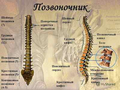 За що відповідає кожен хребець у хребта людини: за який орган відповідає хребець, схема якої відділ відповідає за руки | Ревматолог