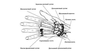 Забій лучезапястного суглоба: лікування травми на руці, межзапястние і среднезапястного суглоб болить | Ревматолог