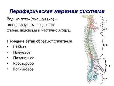 Захворювання периферичної нервової системи