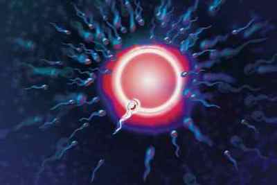 Запліднення яйцеклітини сперматозоїдом: як і за скільки відбувається злиття