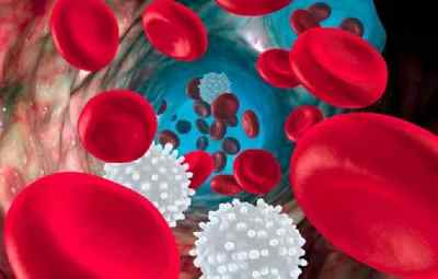 Значення пониженого вмісту лейкоцитів в аналізі крові