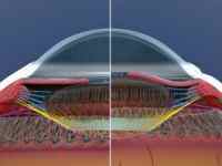 Зіничний рефлюкс: схема рефлекторної дуги, можливі порушення
