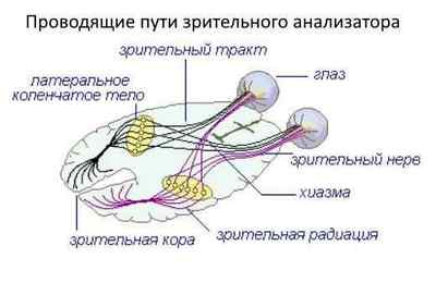Зоровий нерв: анатомія і функції, як утворений зоровий канал (схема), лікування захворювань