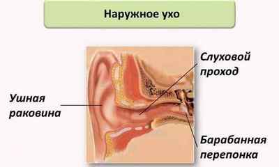 Зовнішнє вухо: будова, функції, можливі захворювання