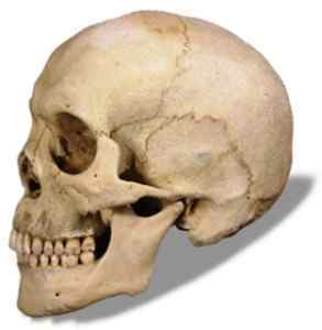 Зєднання кісток черепа